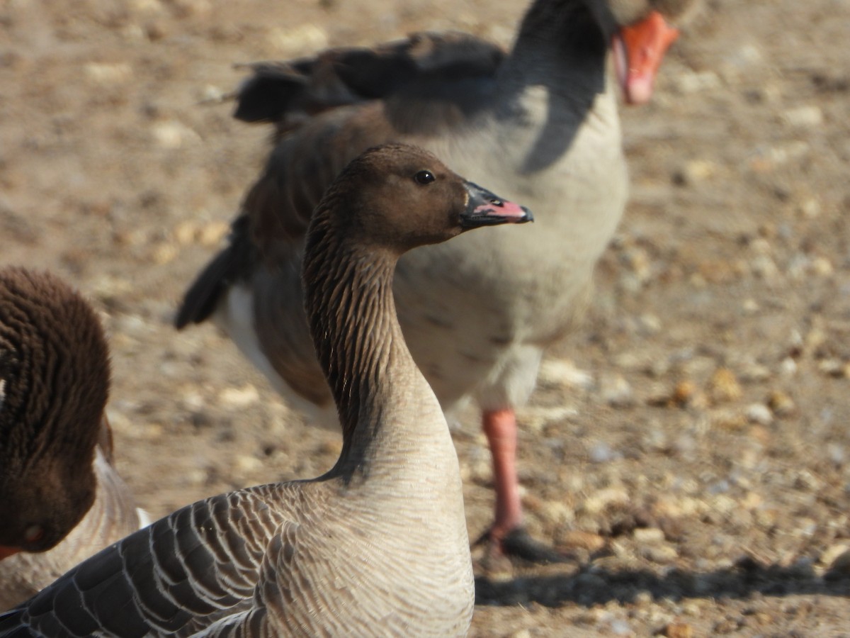 Pink-footed Goose - ML619846351