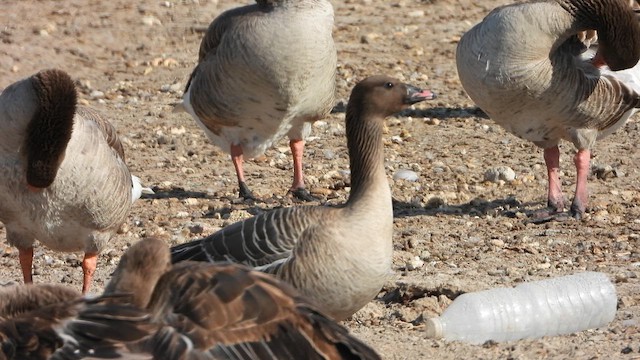 Pink-footed Goose - ML619846353