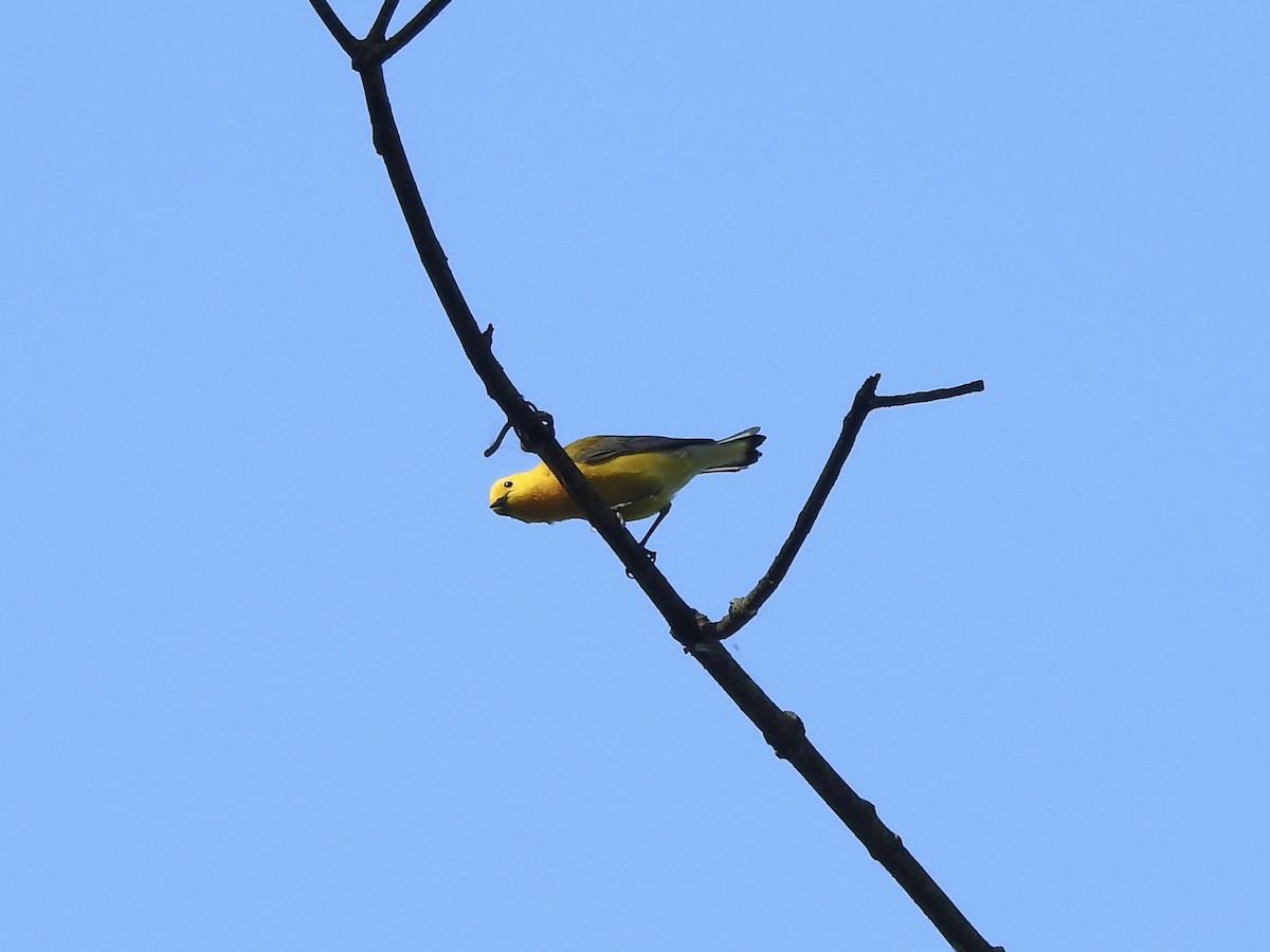 Prothonotary Warbler - ML619846364