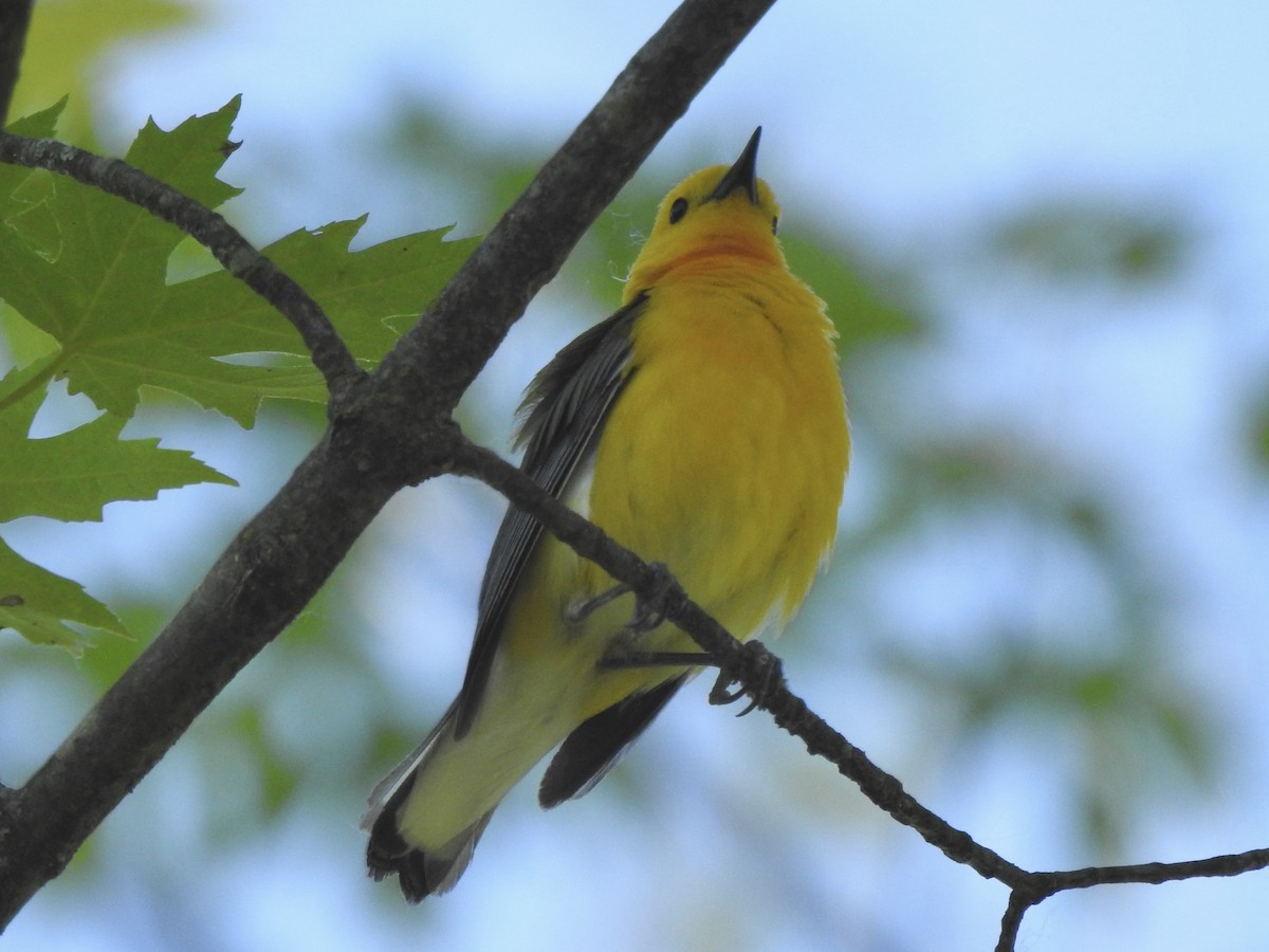 Prothonotary Warbler - ML619846365