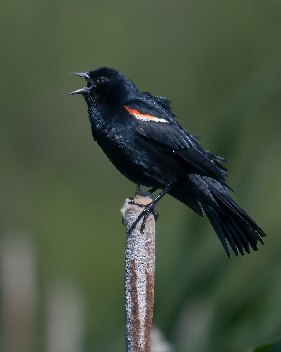 Red-winged Blackbird - ML619846398