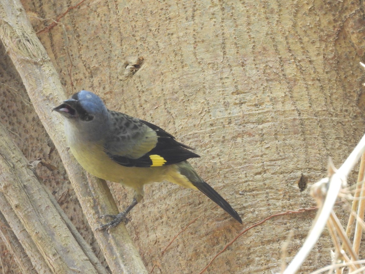 Yellow-winged Tanager - ML619846399