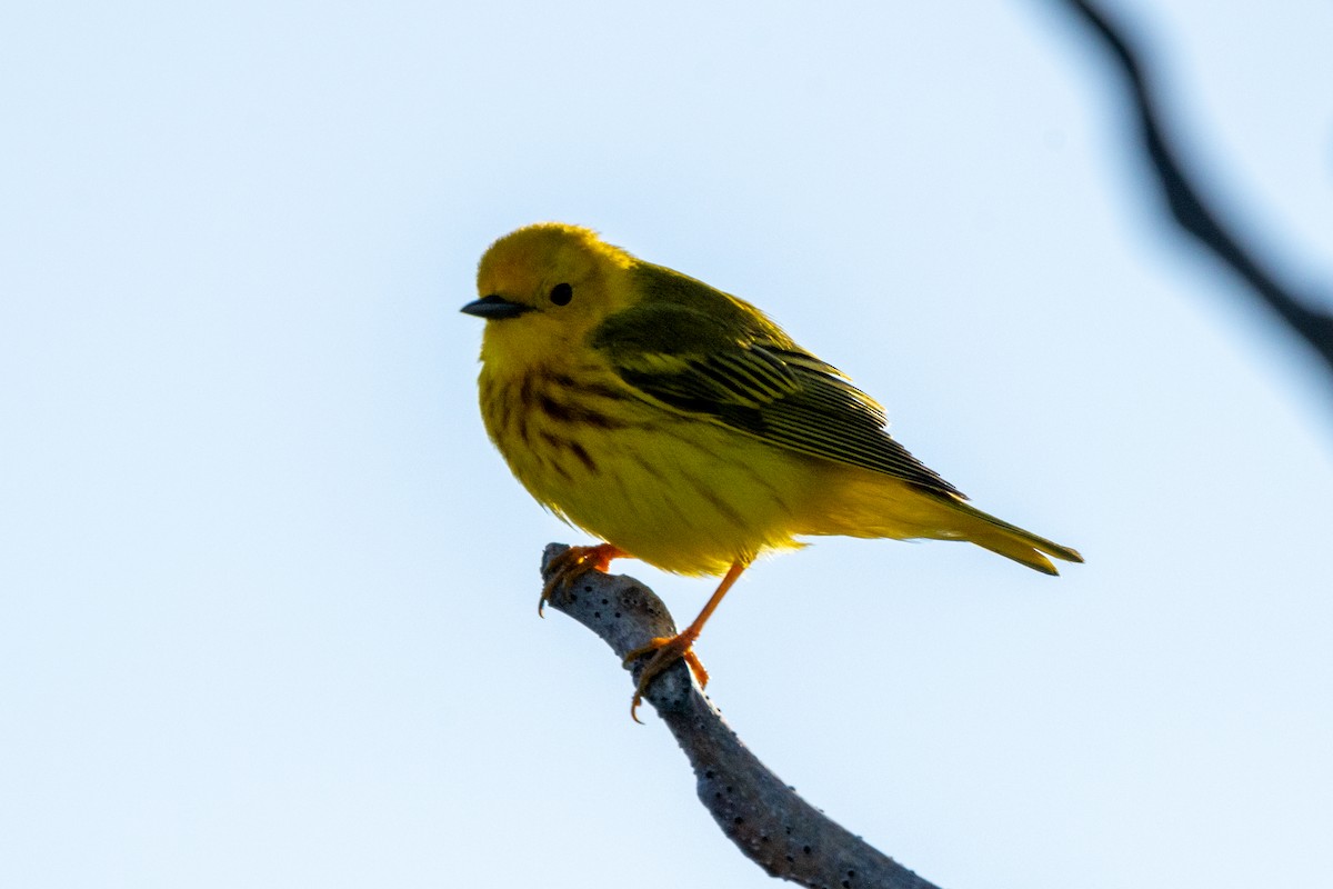 Yellow Warbler - ML619846409