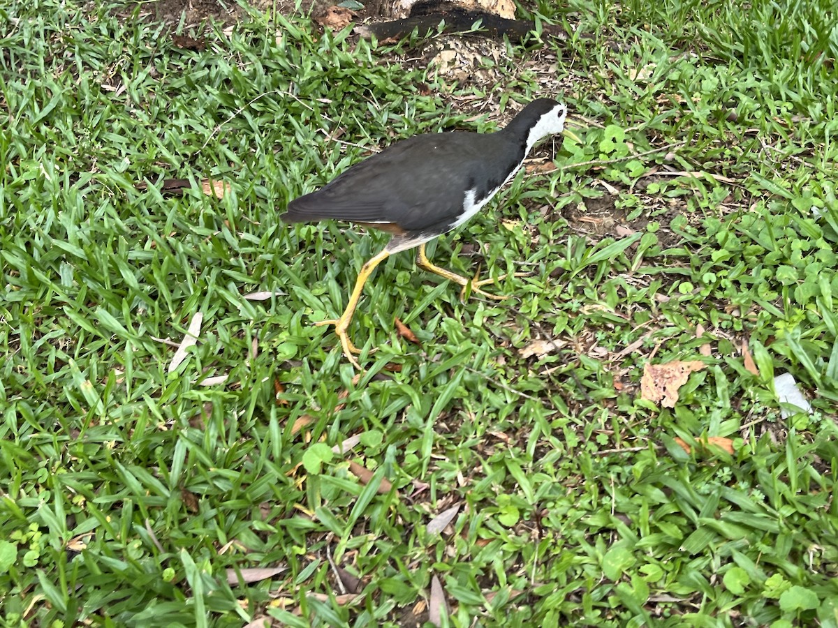 White-breasted Waterhen - ML619846435