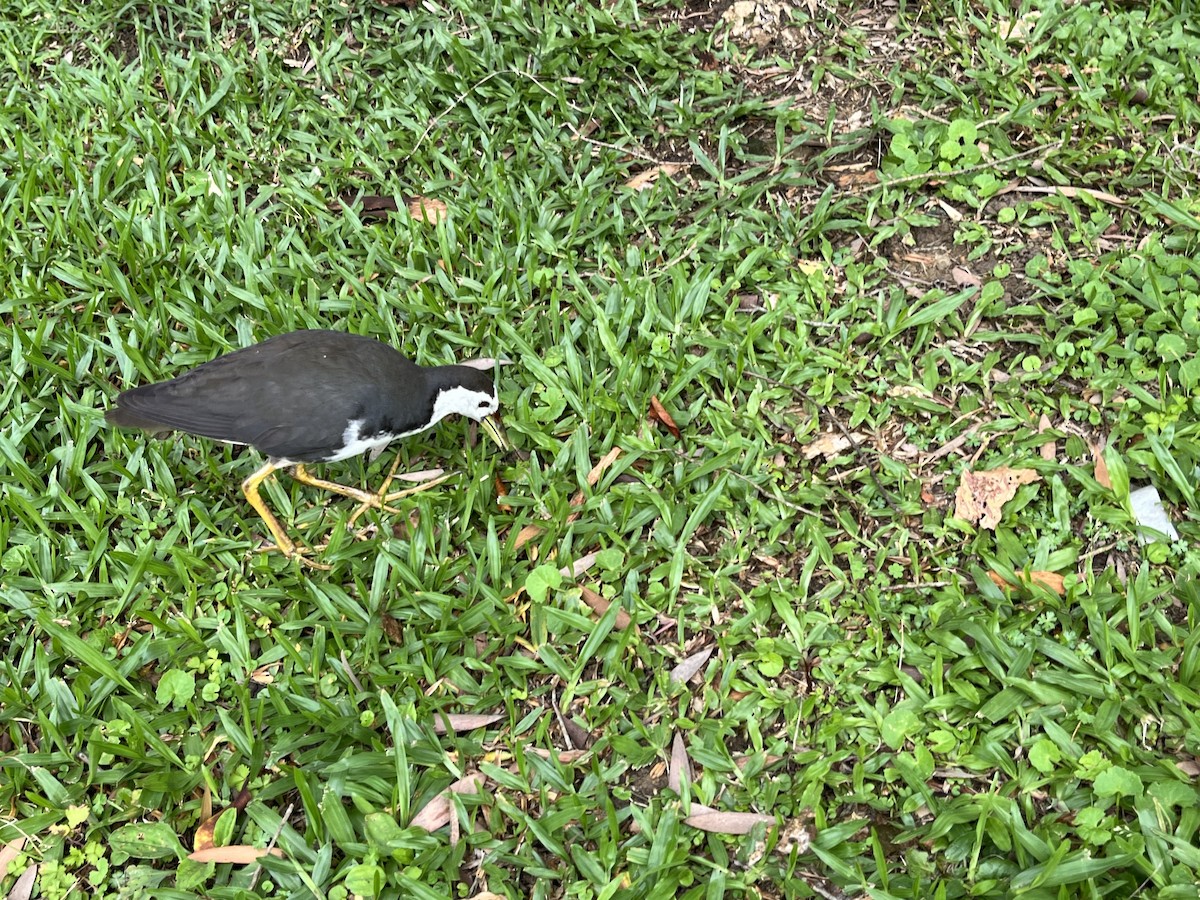 White-breasted Waterhen - ML619846436