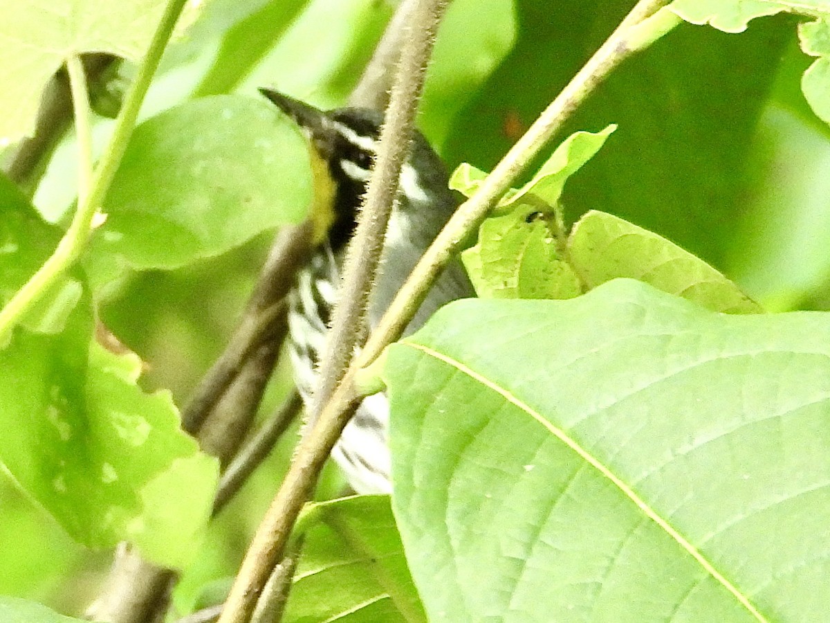Yellow-throated Warbler - ML619846444