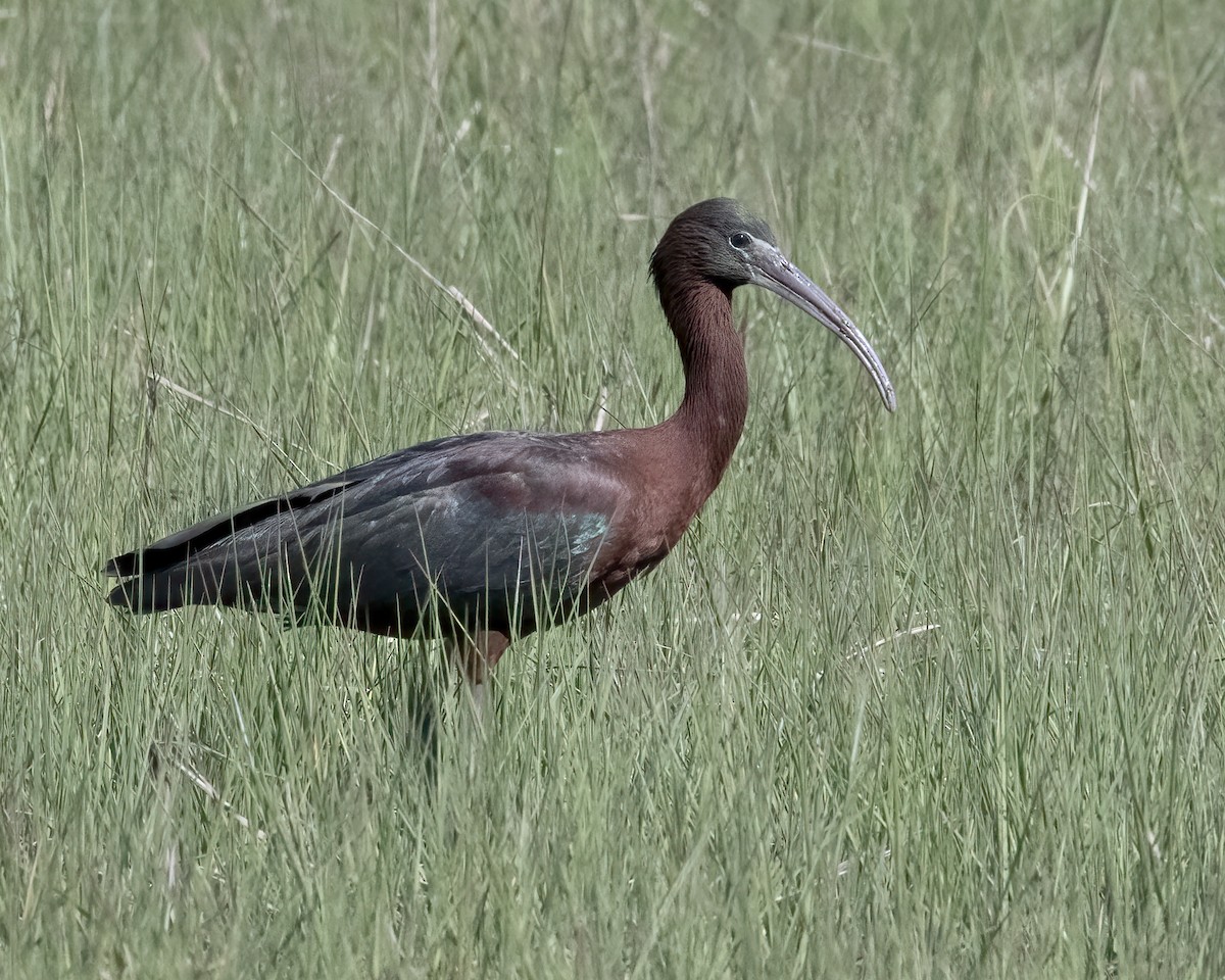 ibis hnědý - ML619846446