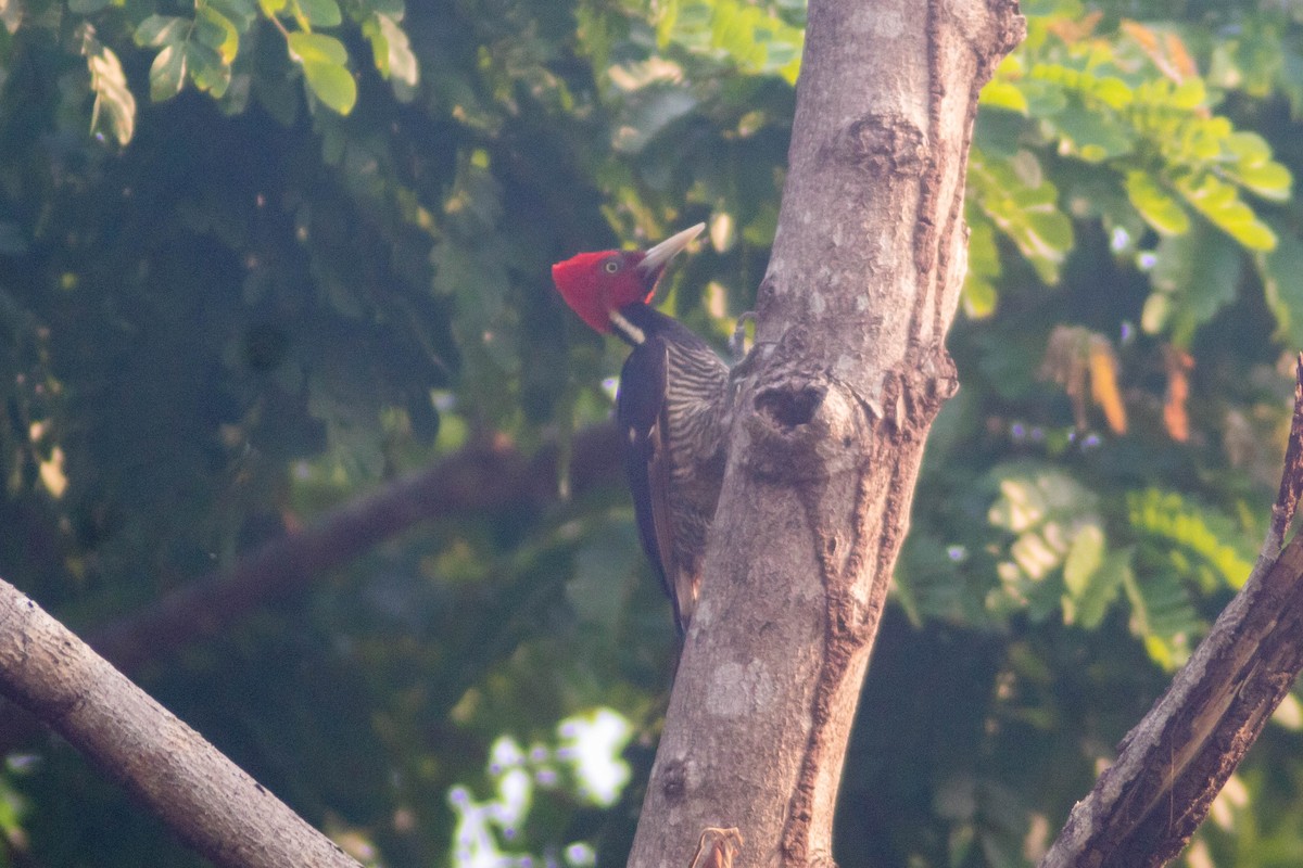 Pale-billed Woodpecker - ML619846505