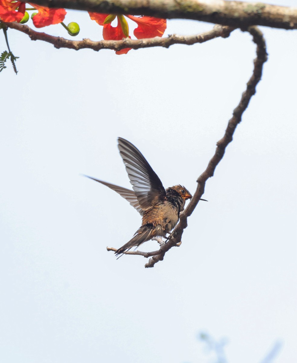 Braun-Veilchenohrkolibri - ML619846512