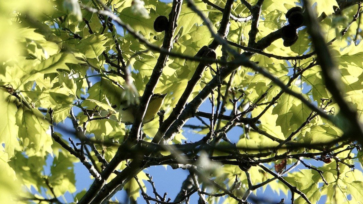 Yellow-throated Vireo - ML619846528