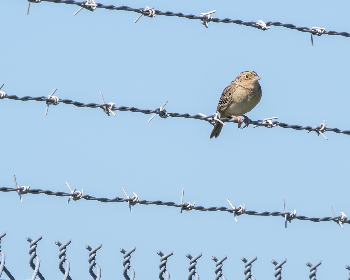 Grasshopper Sparrow - ML619846530