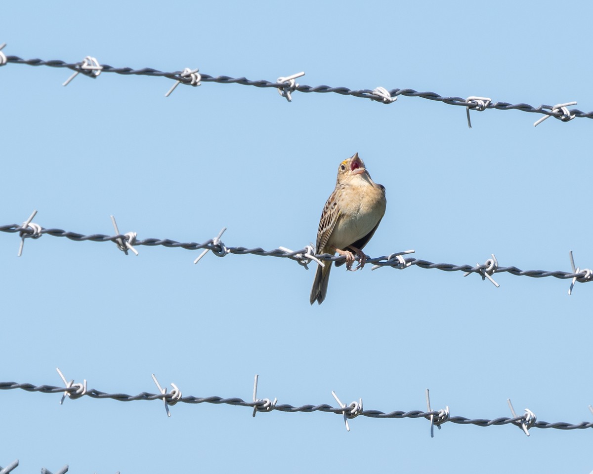 Grasshopper Sparrow - ML619846533