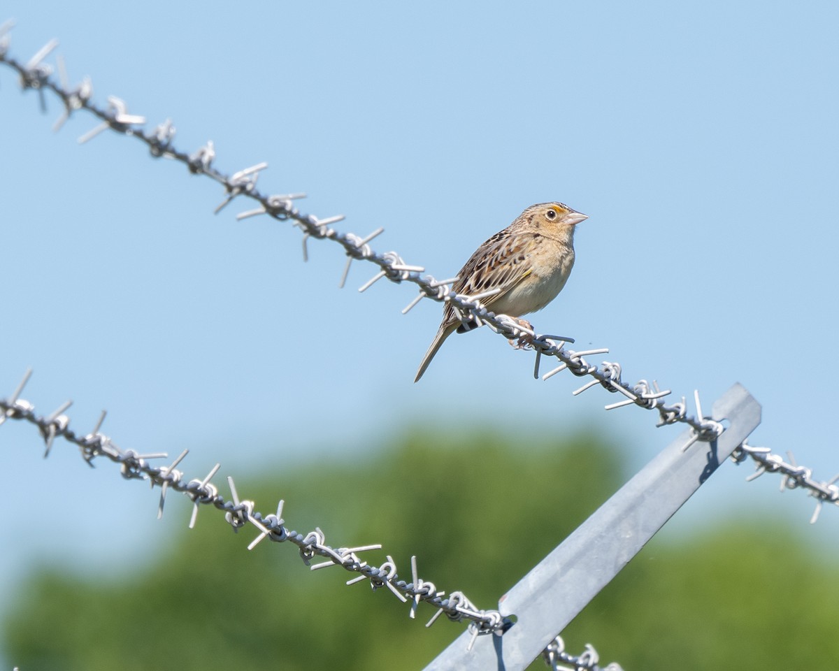 Grasshopper Sparrow - ML619846534
