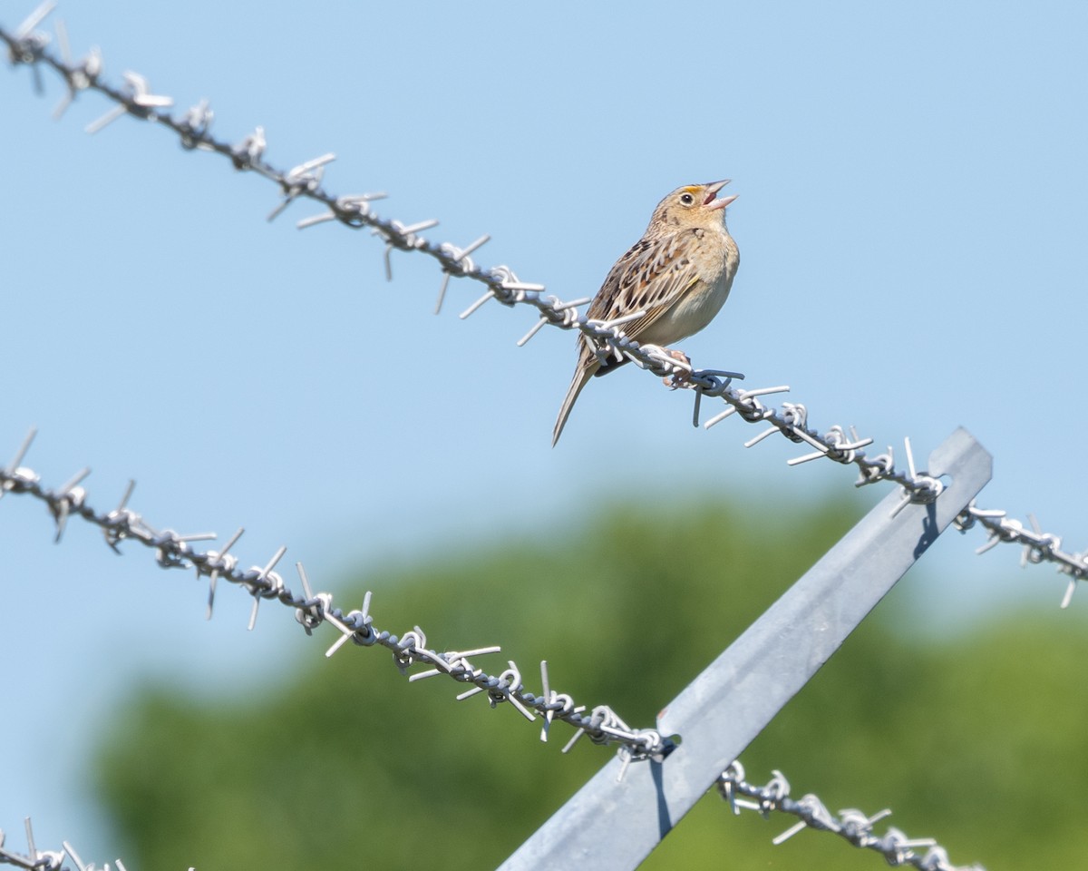 Grasshopper Sparrow - ML619846537