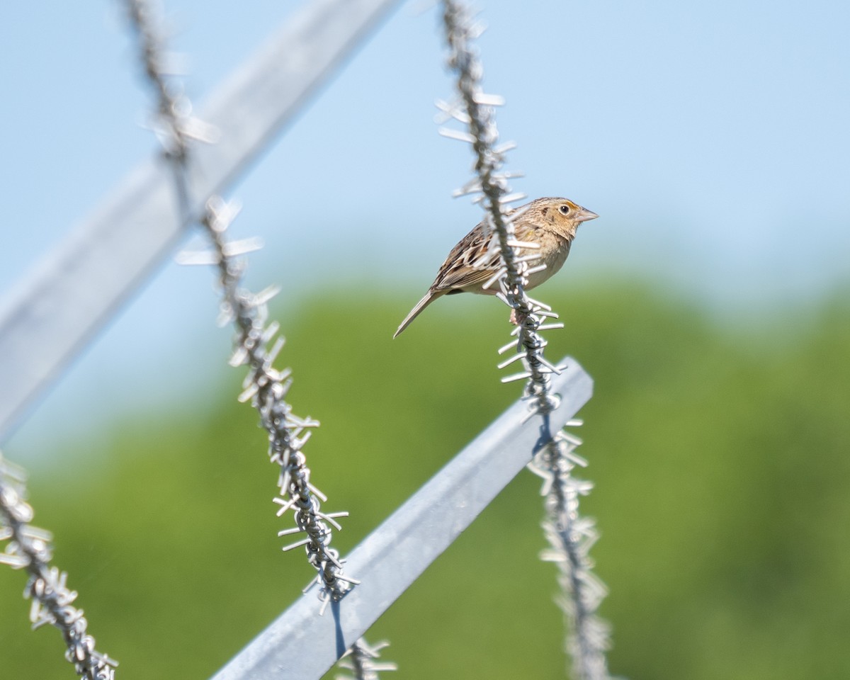 Grasshopper Sparrow - ML619846538