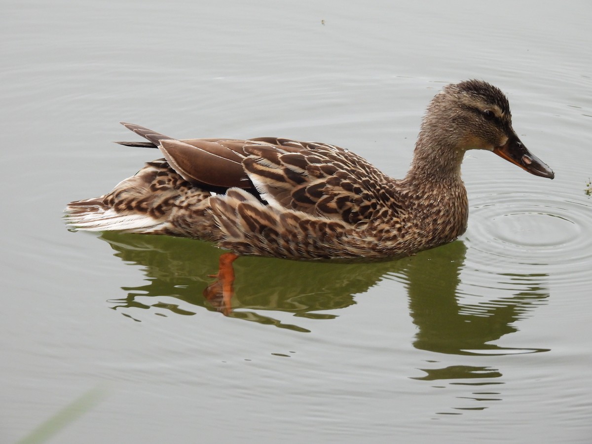 Canard colvert - ML619846546