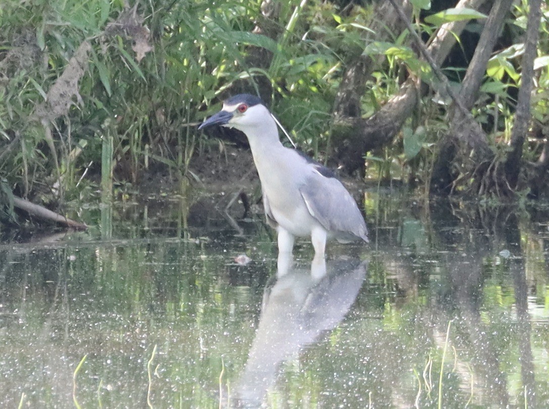 Black-crowned Night Heron - ML619846558