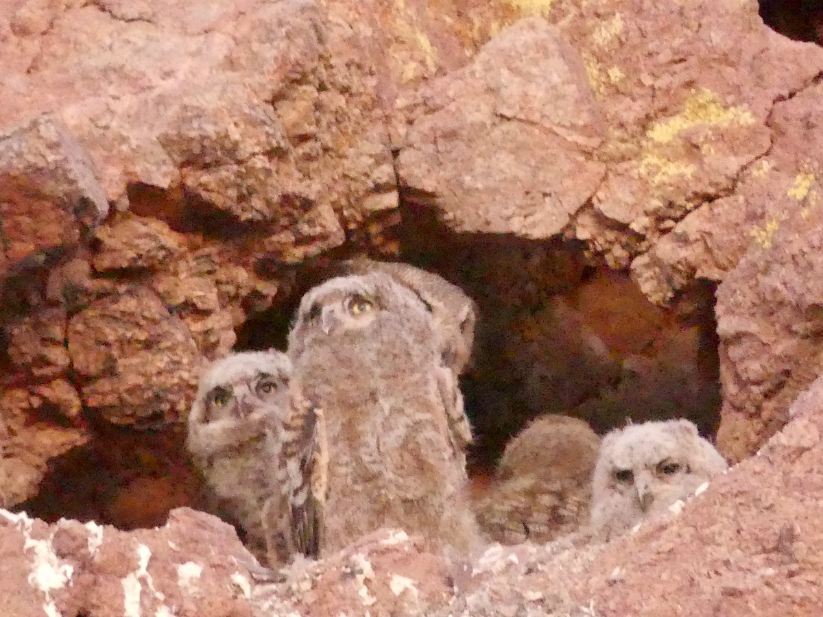 Great Horned Owl - ML619846585