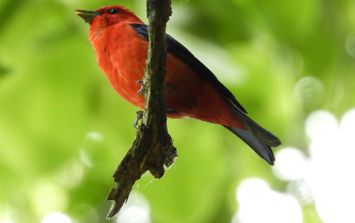 Scarlet Tanager - ML619846589