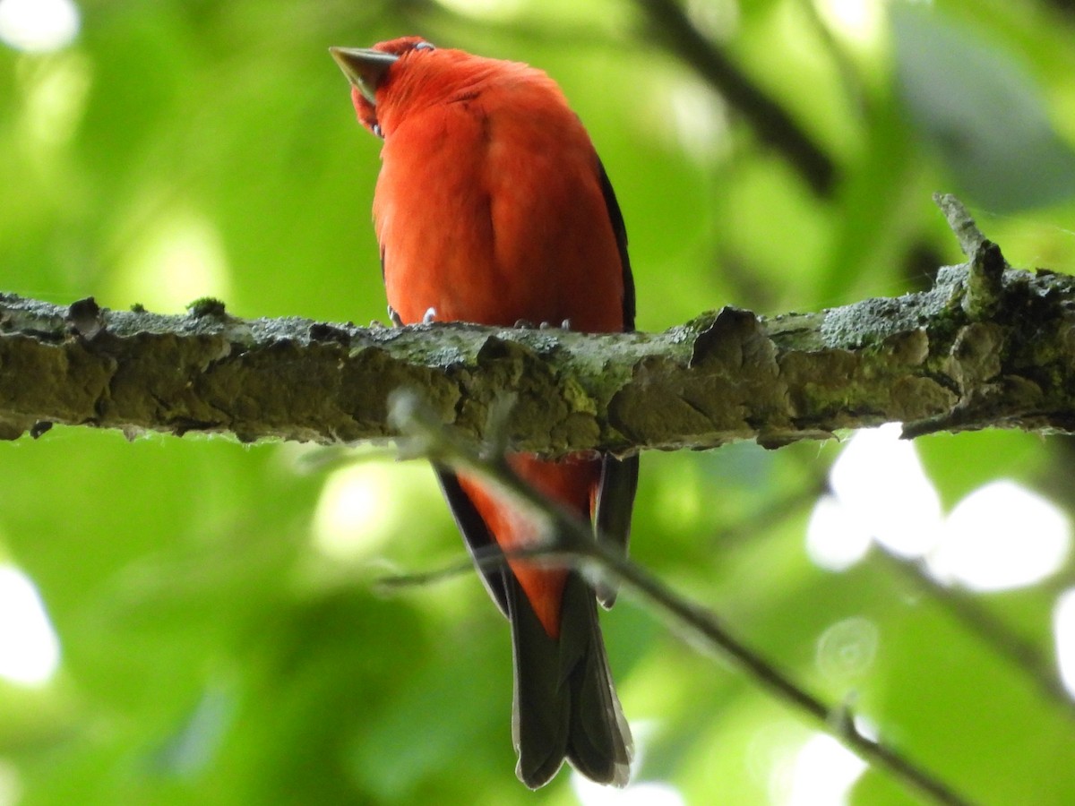 Scarlet Tanager - ML619846590