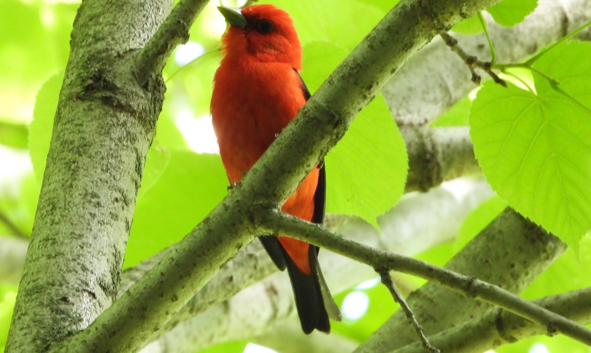 Scarlet Tanager - ML619846591