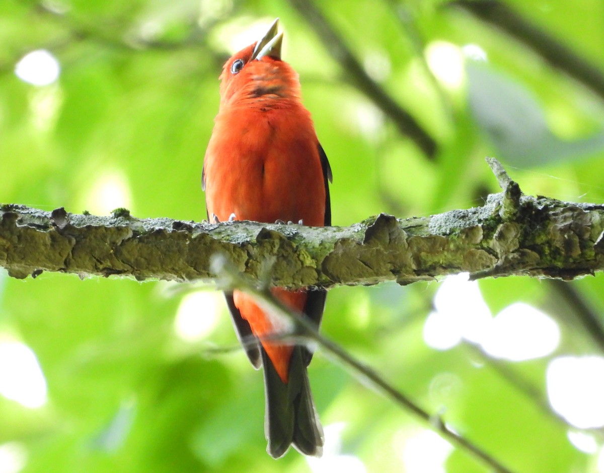 Scarlet Tanager - ML619846592