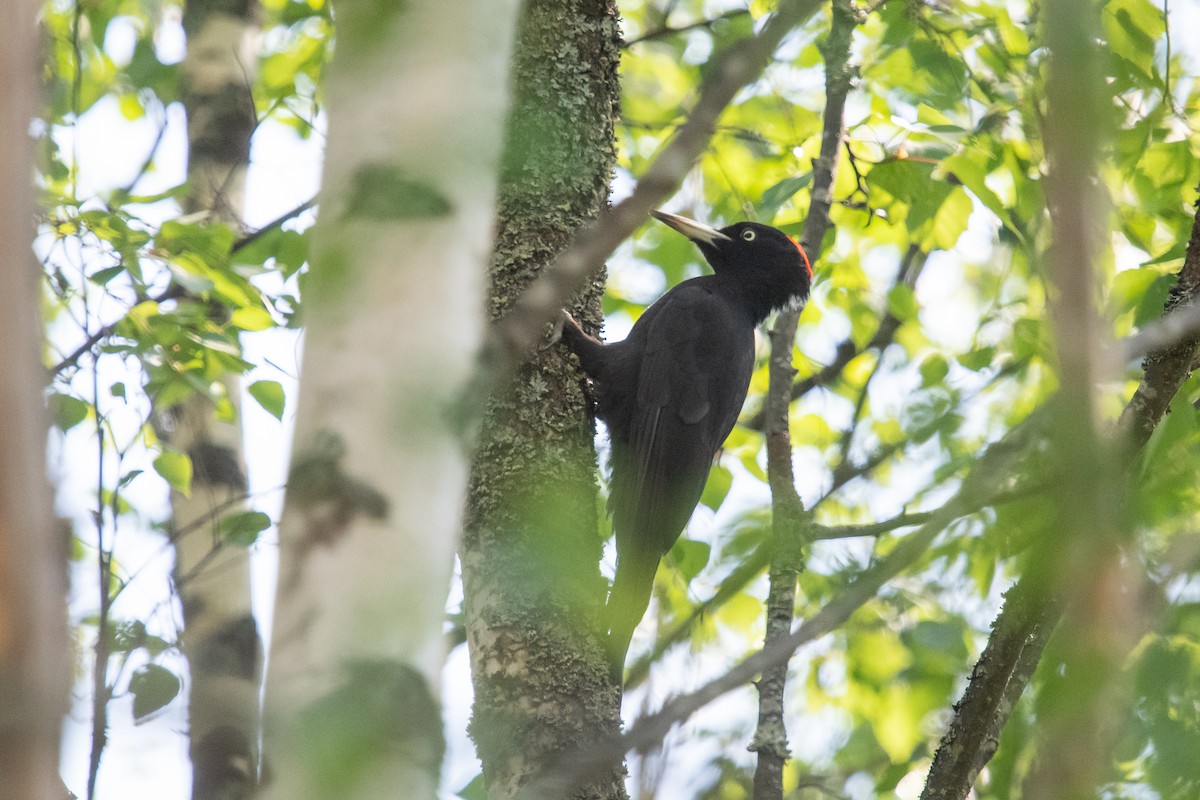 Black Woodpecker - ML619846615