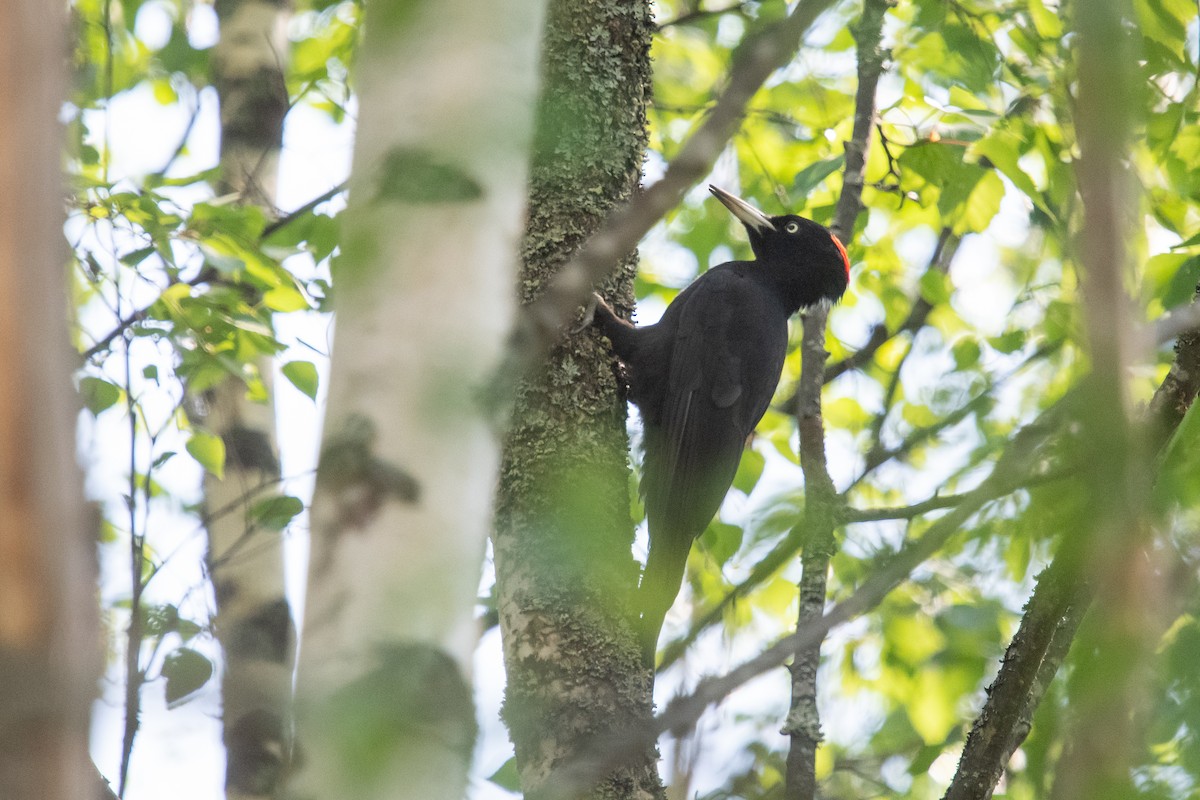 Black Woodpecker - ML619846616