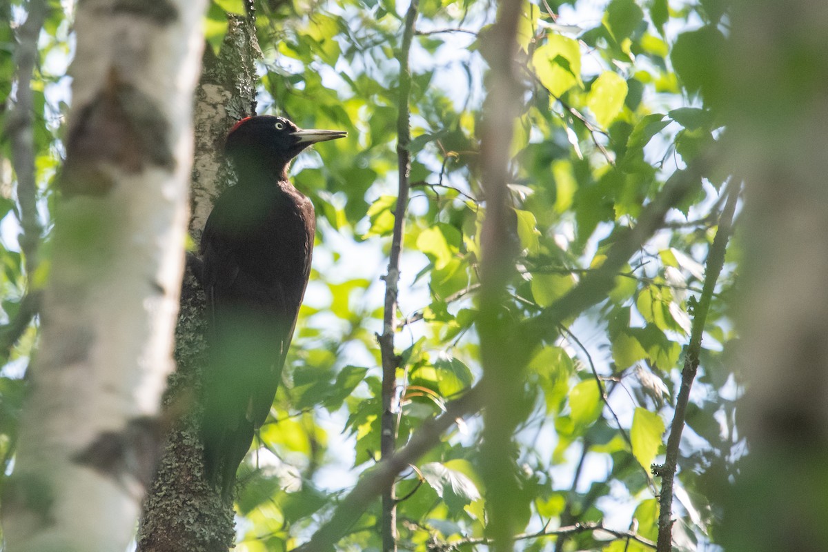 Black Woodpecker - ML619846617