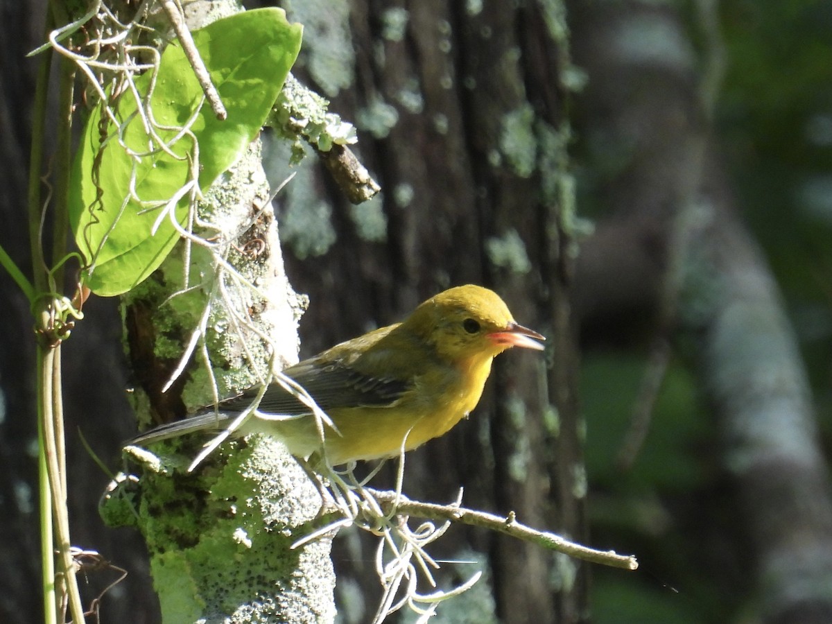 Prothonotary Warbler - ML619846622