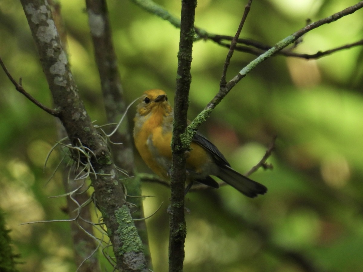 Prothonotary Warbler - ML619846623