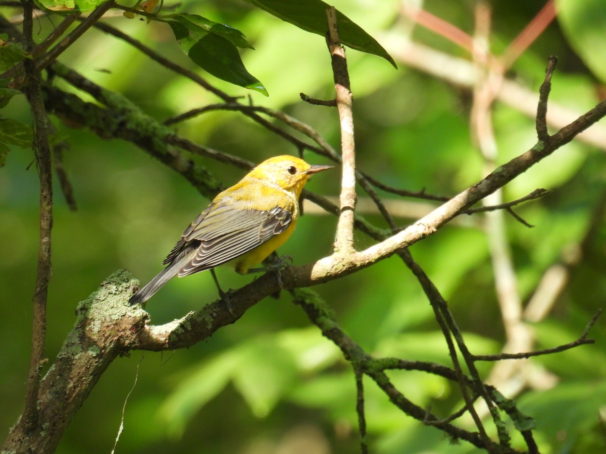 Prothonotary Warbler - ML619846624