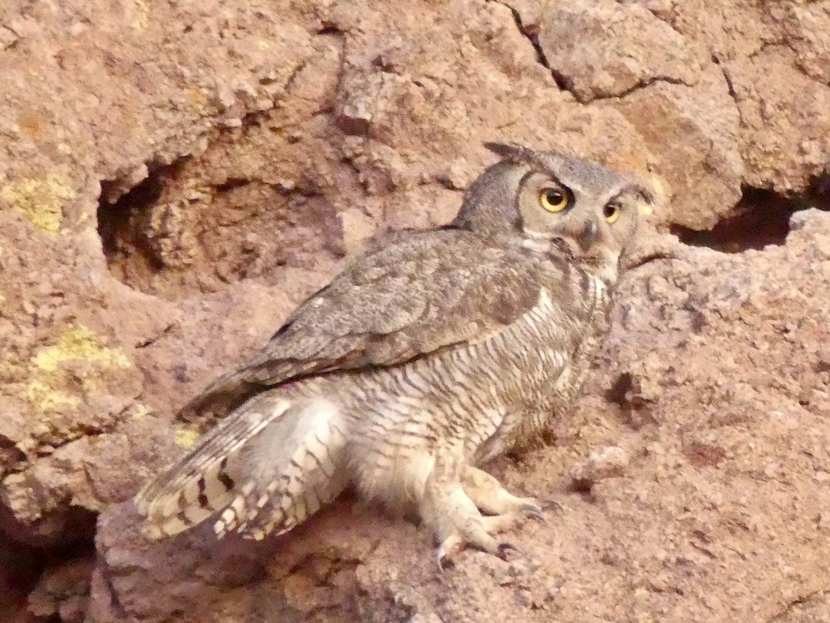 Great Horned Owl - ML619846638