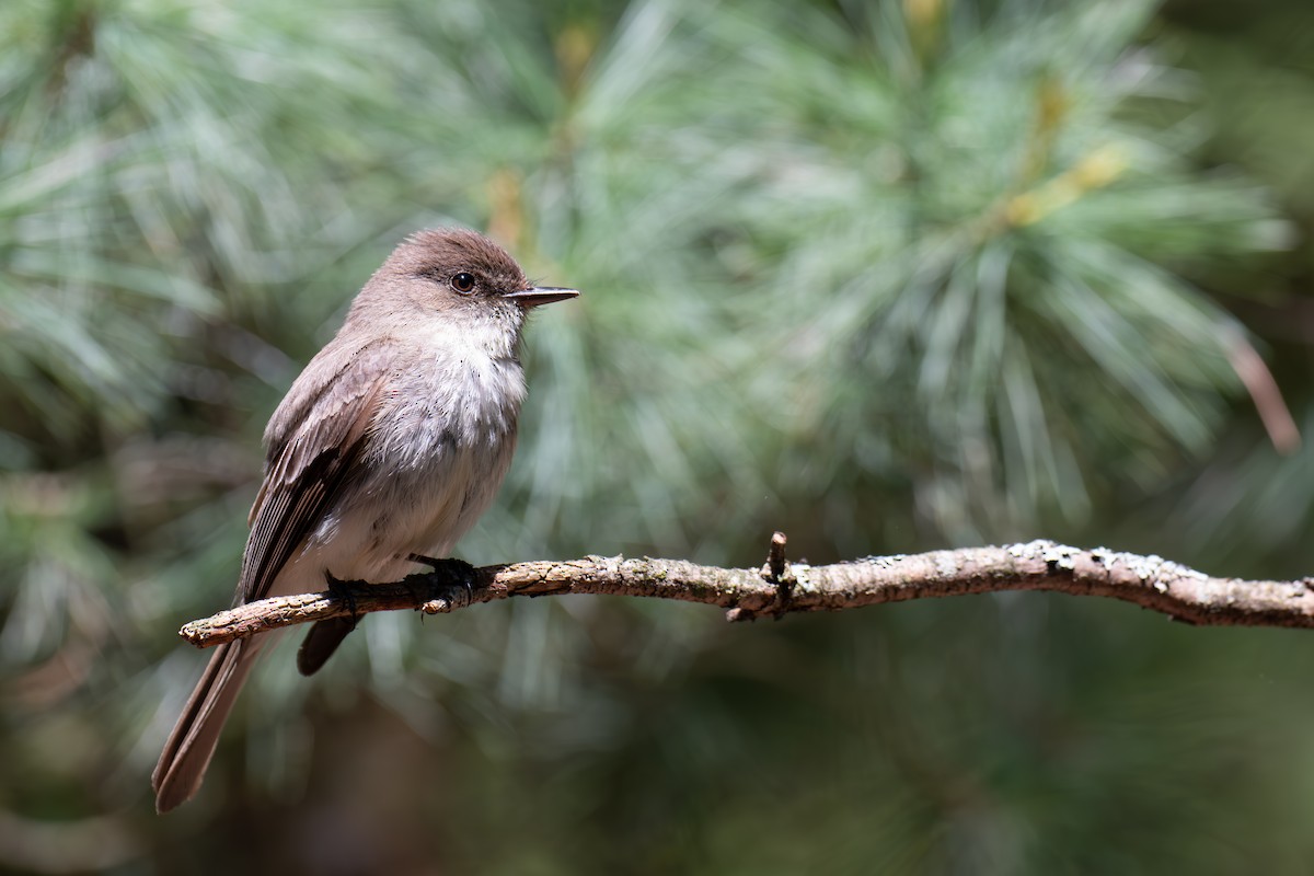 Eastern Phoebe - ML619846647