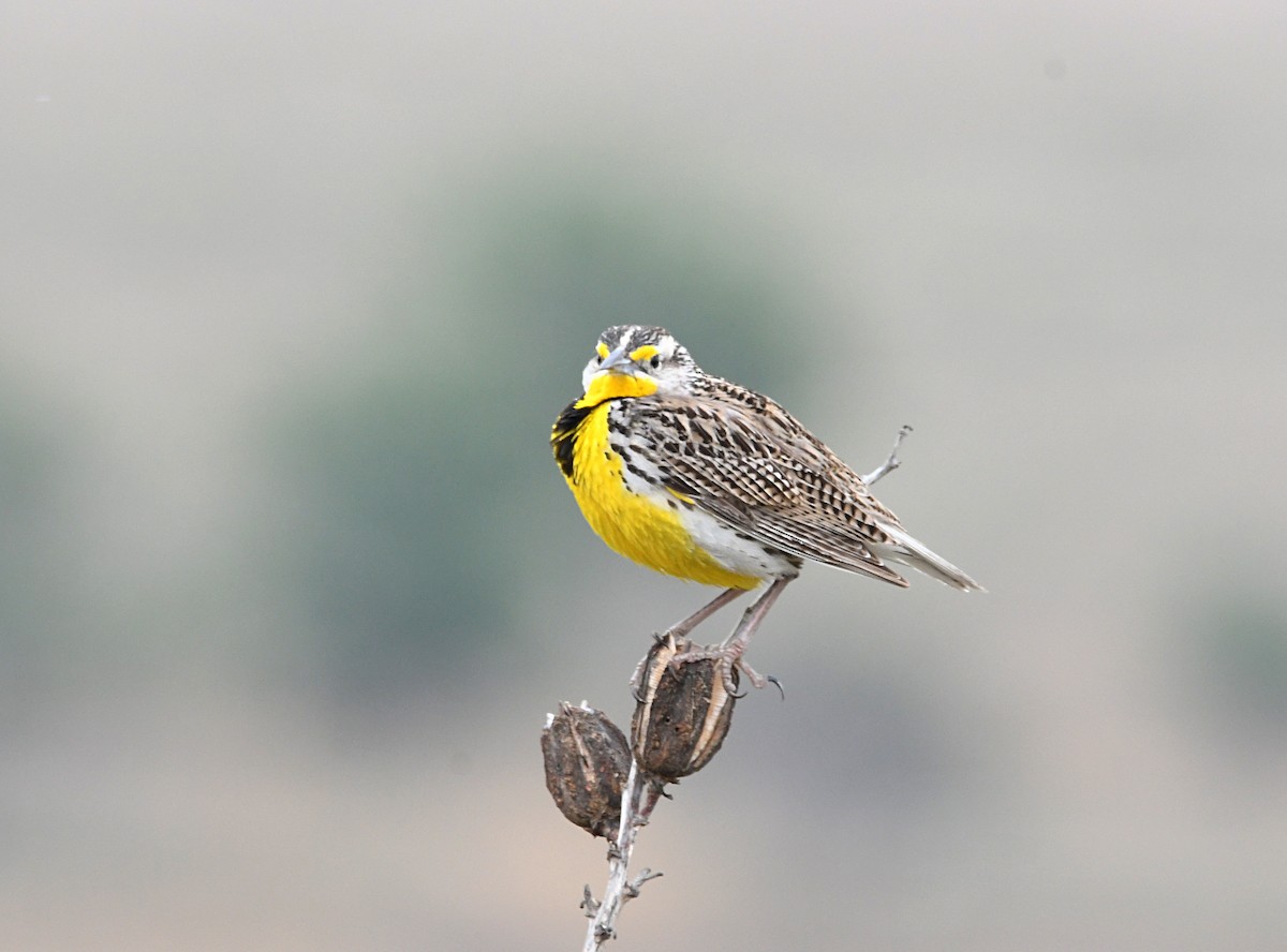 Western Meadowlark - ML619846649