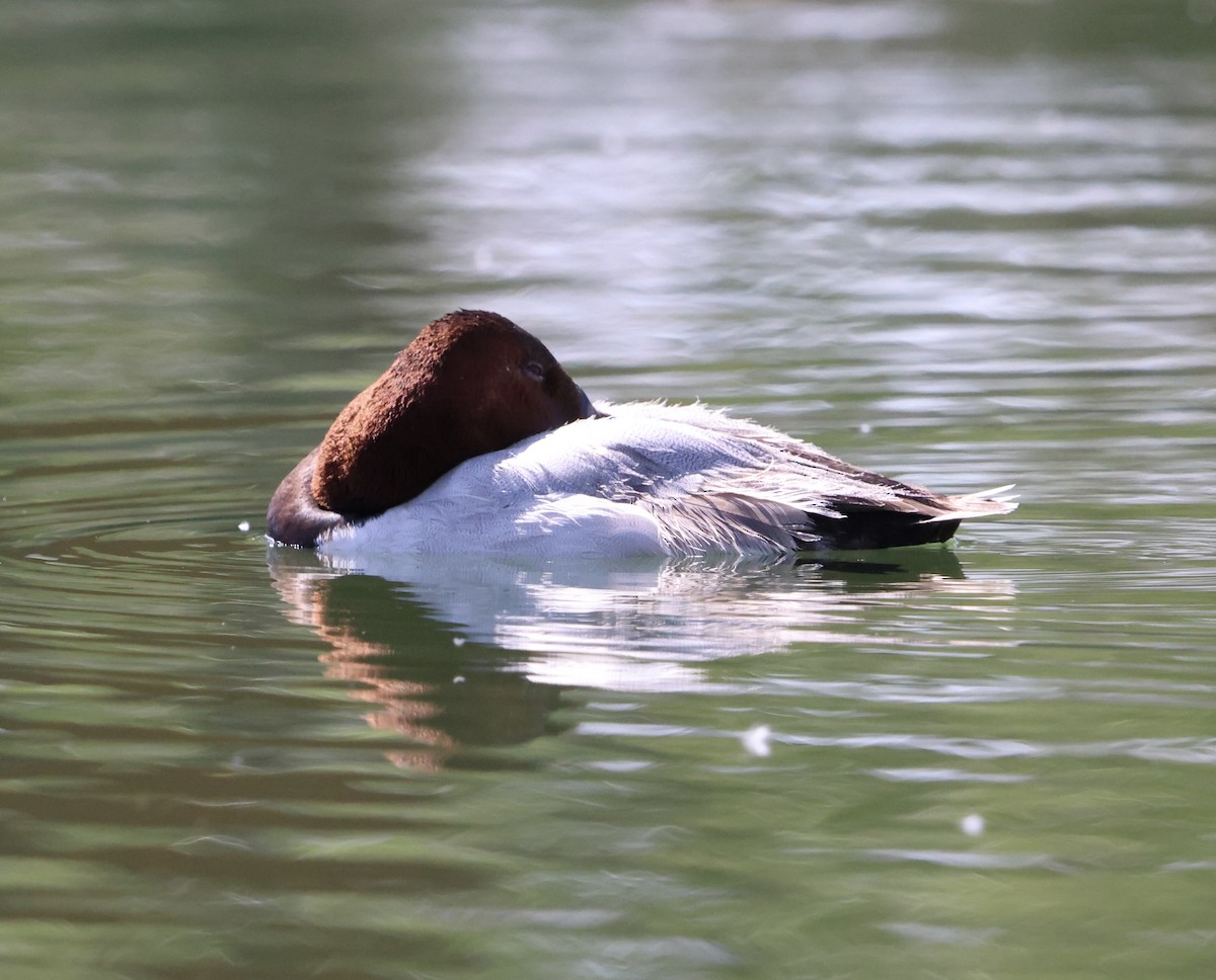 Canvasback - ML619846660