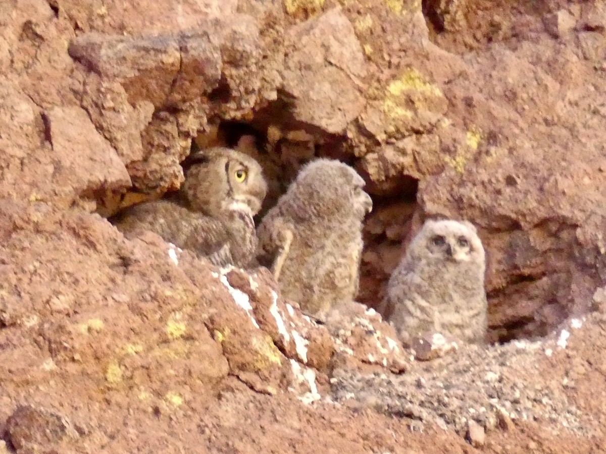 Great Horned Owl - ML619846661
