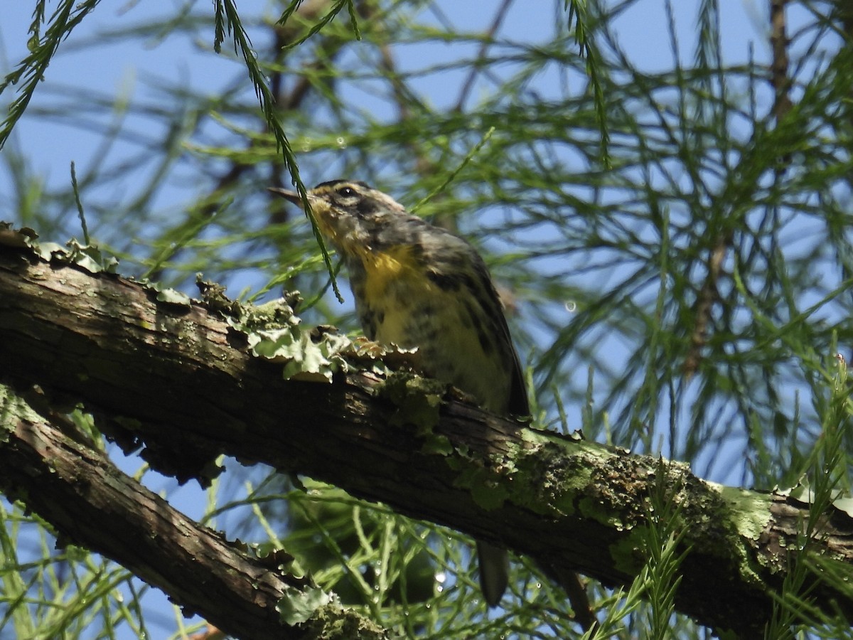 Yellow-throated Warbler - ML619846675