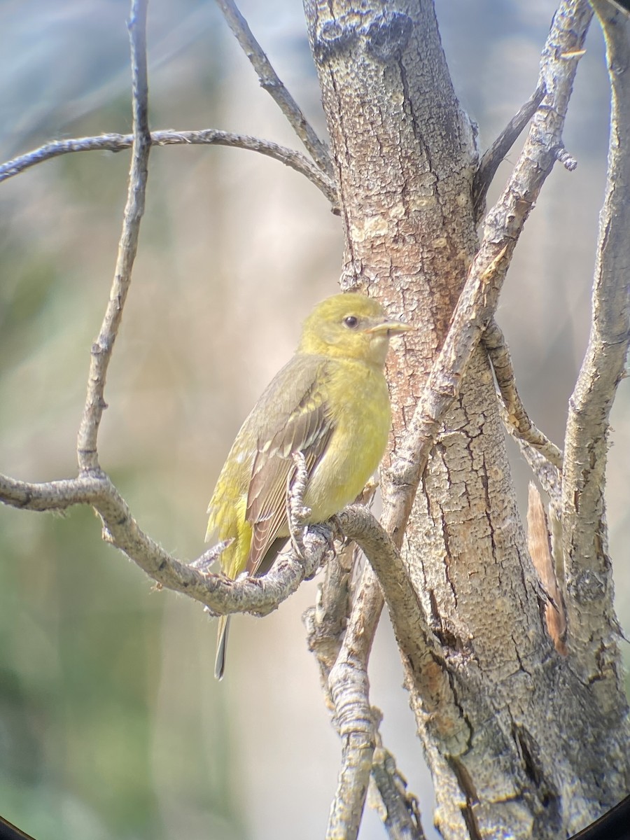 Western Tanager - ML619846684