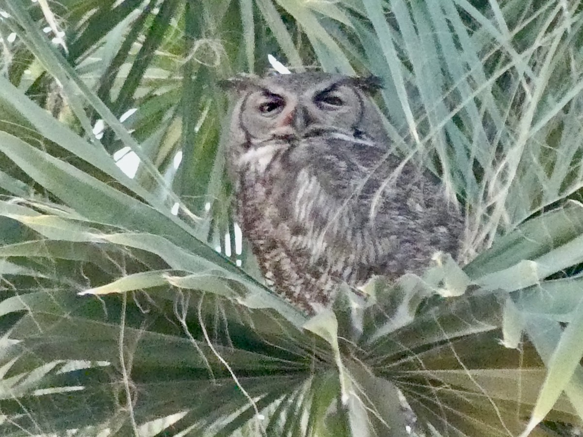 Great Horned Owl - ML619846688