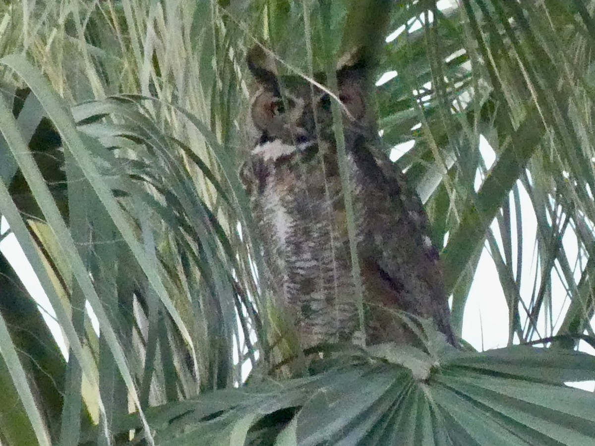 Great Horned Owl - ML619846689