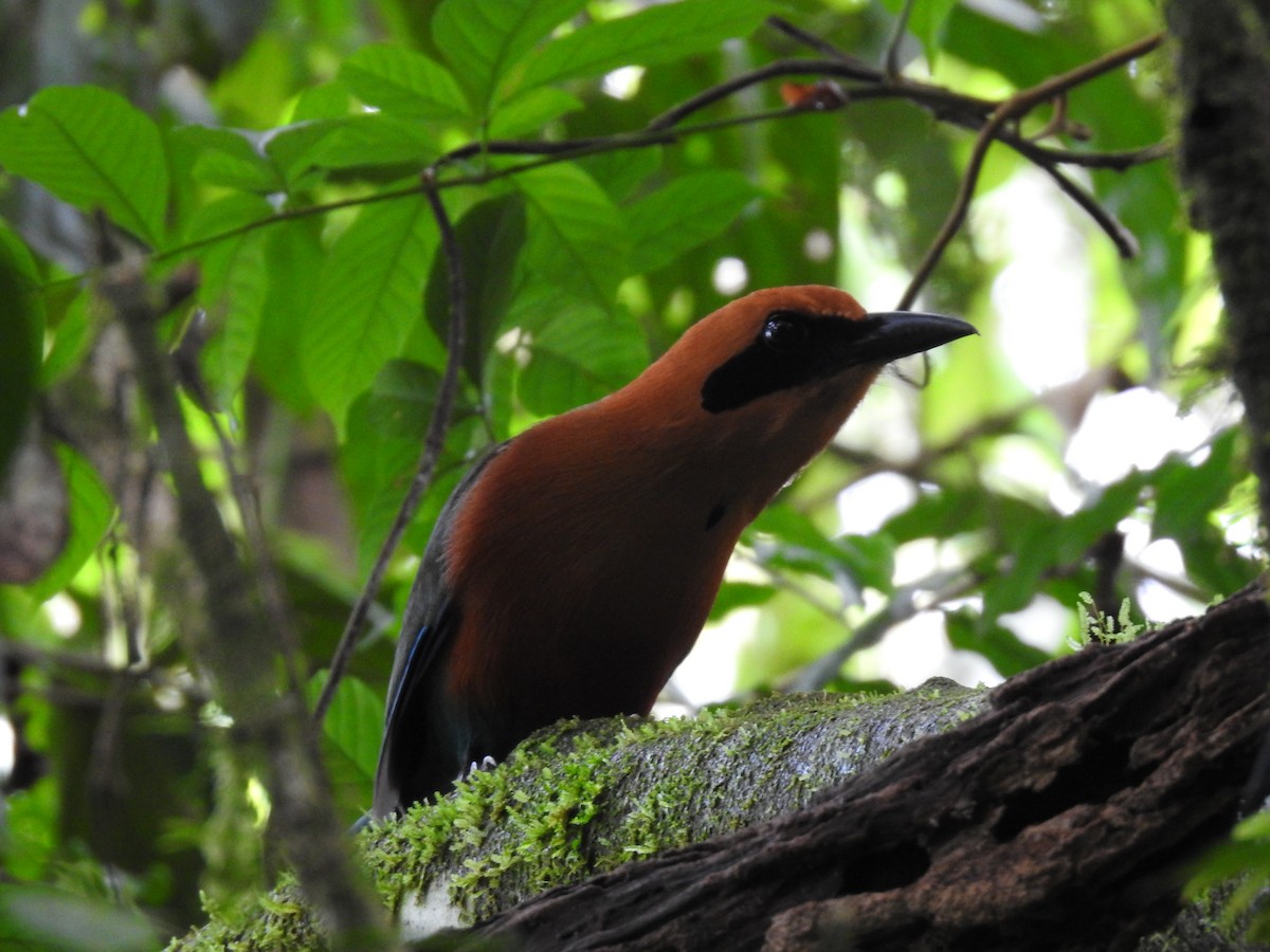 Rufous Motmot - ML619846693