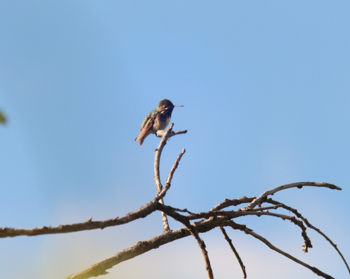 Calliope Hummingbird - ML619846700