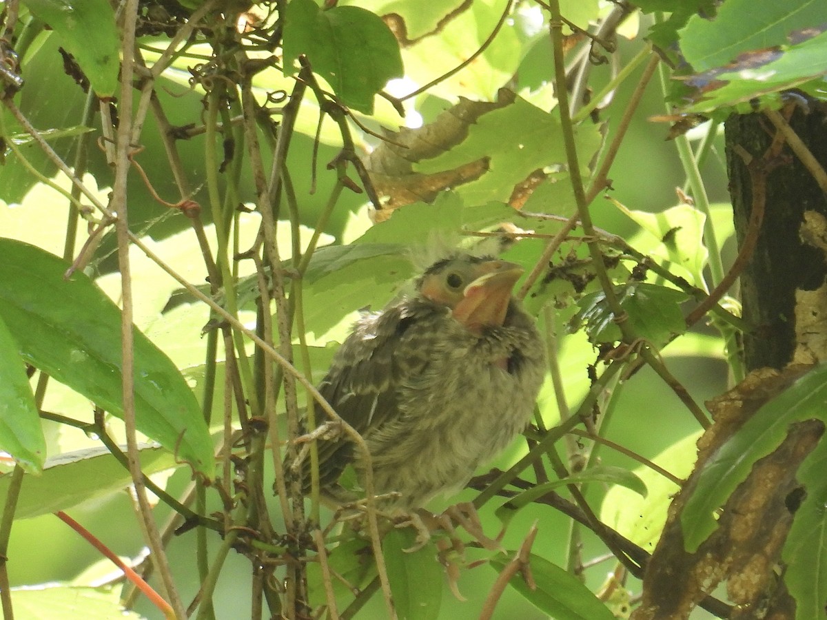 Brown-headed Cowbird - ML619846715