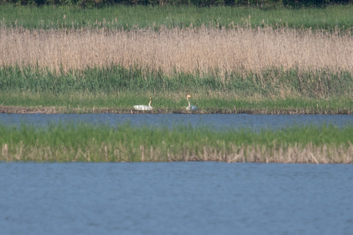 Whooper Swan - ML619846730