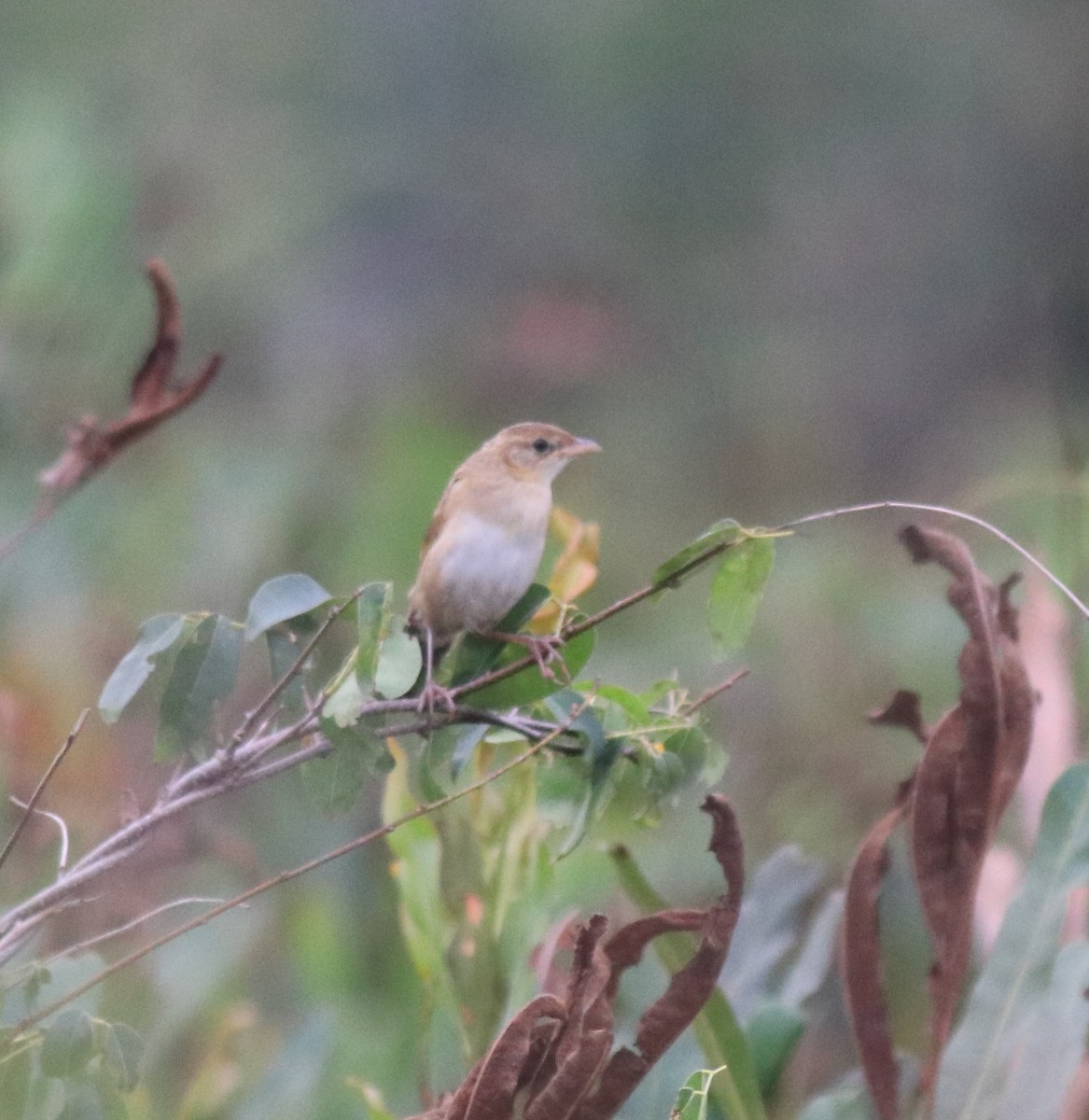 Bristled Grassbird - ML619846743