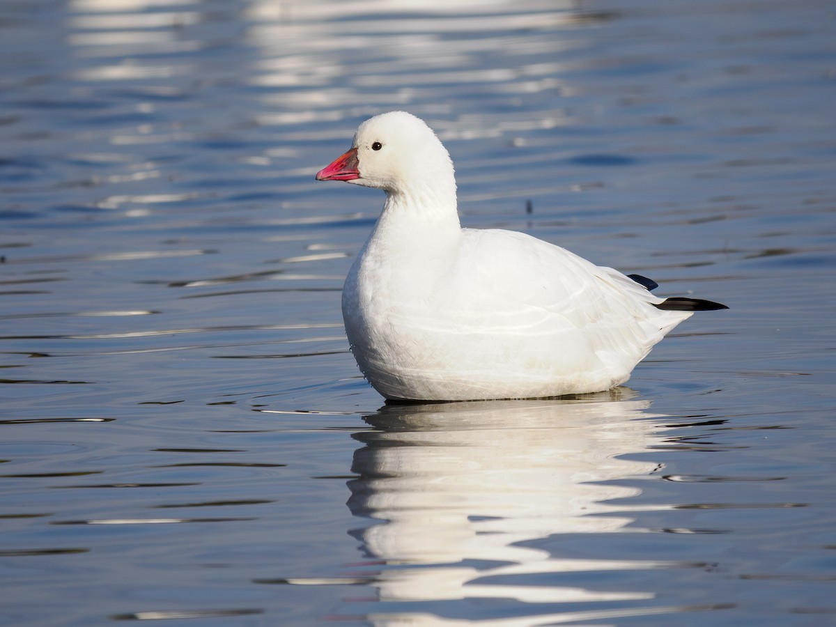 Ross's Goose - ML619846782