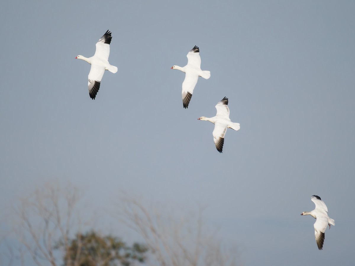 Ross's Goose - ML619846783