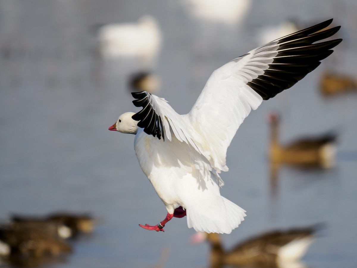 Ross's Goose - ML619846784