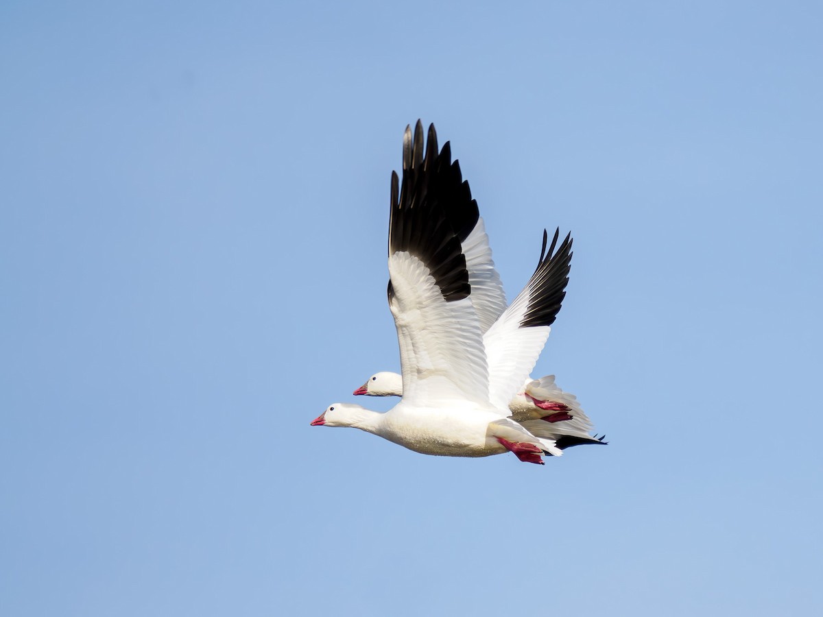 Ross's Goose - ML619846787